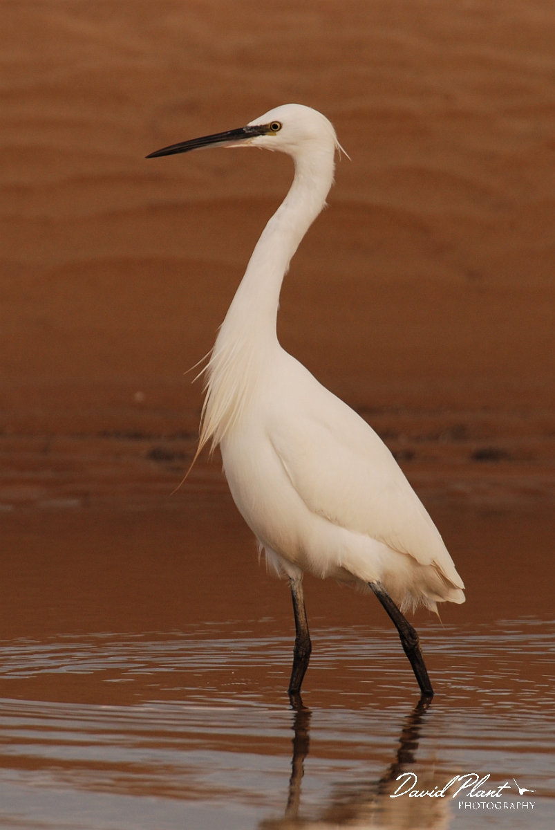 David Plant Photography - Wildlife Photographer - Little egret wading - D.jpg - Little egret wading - Norfolk